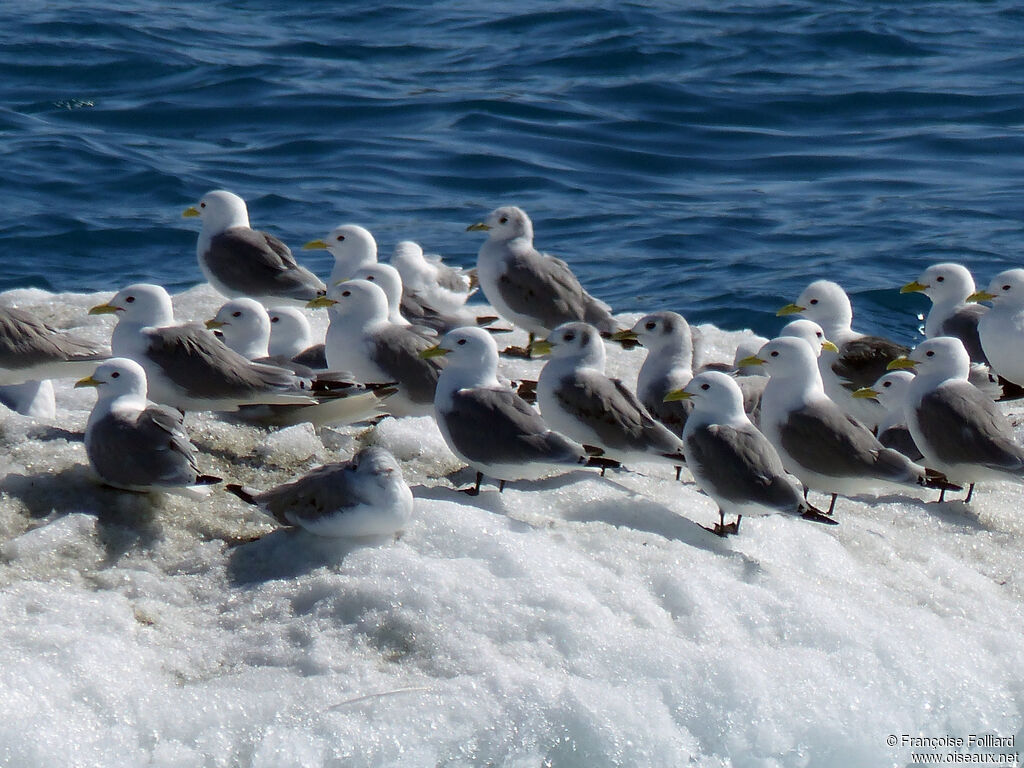 Black-legged Kittiwake