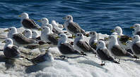 Mouette tridactyle