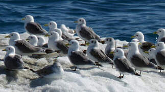 Black-legged Kittiwake