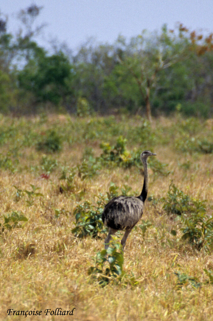 Greater Rhea, identification