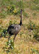 Greater Rhea