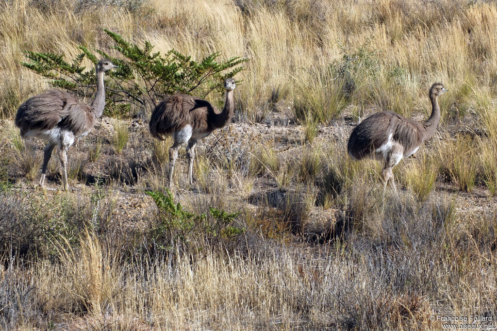 Lesser Rhea