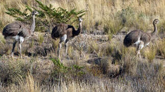 Lesser Rhea