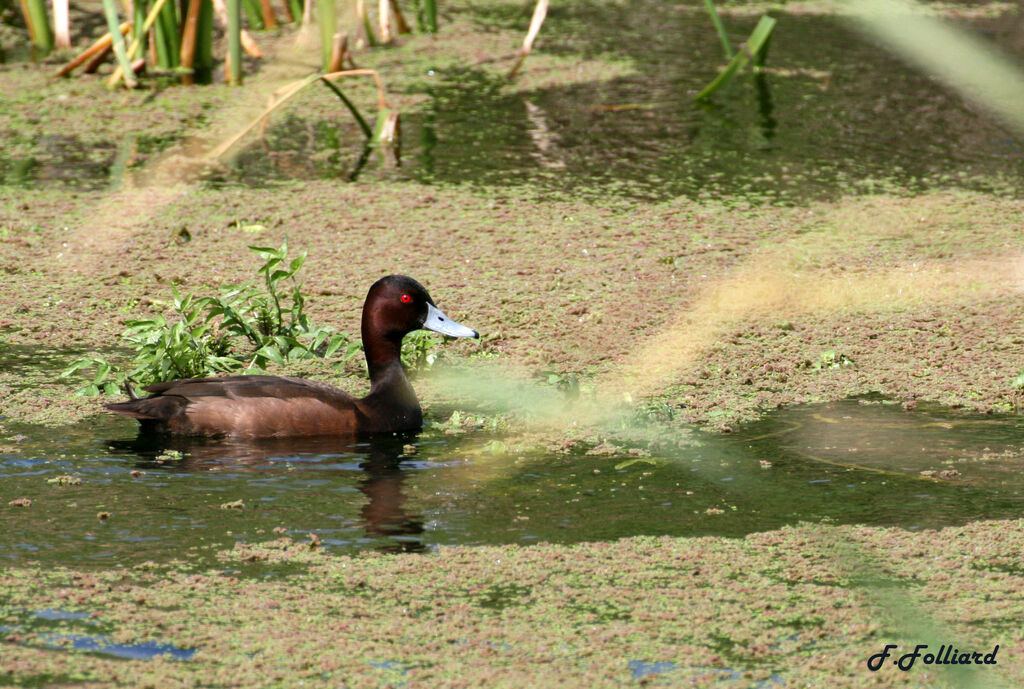 Nette bruneadulte, identification