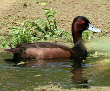 Southern Pochard