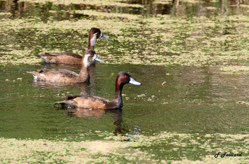 Nette brune, identification