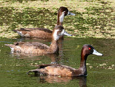 Southern Pochard