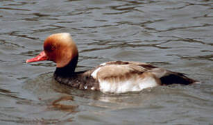 Red-crested Pochard