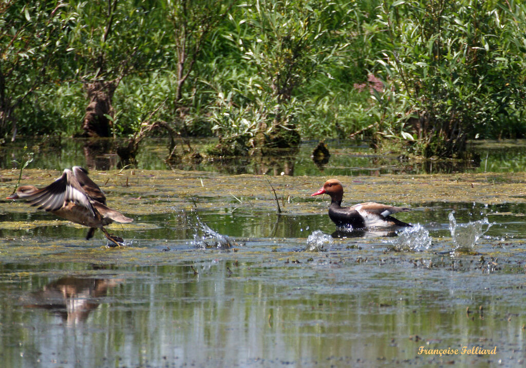 Red-crested Pochard , identification, Behaviour