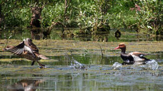 Red-crested Pochard