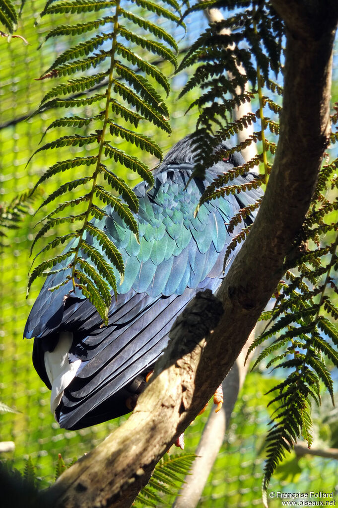 Nicobar Pigeon