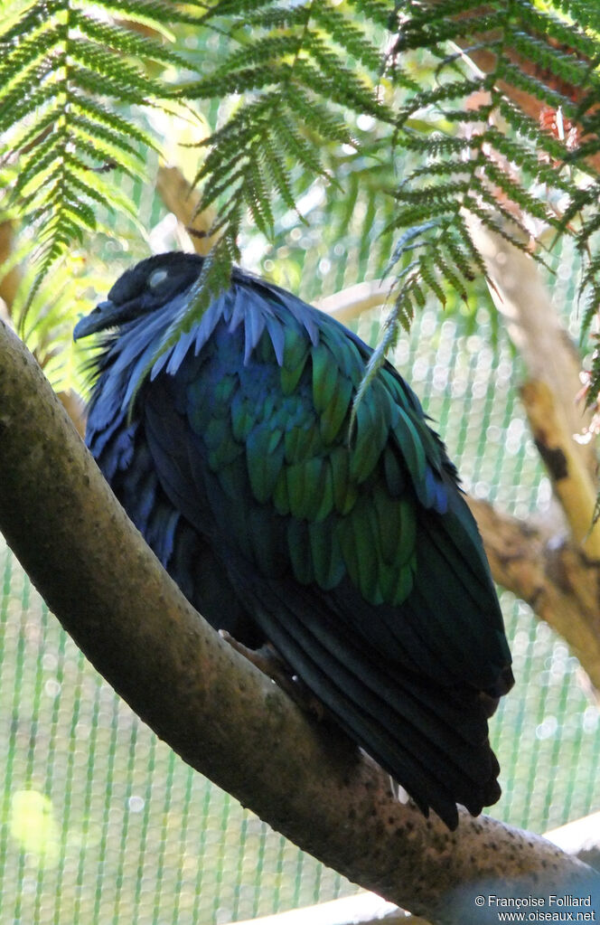 Nicobar Pigeon, identification