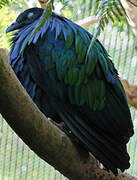 Nicobar Pigeon