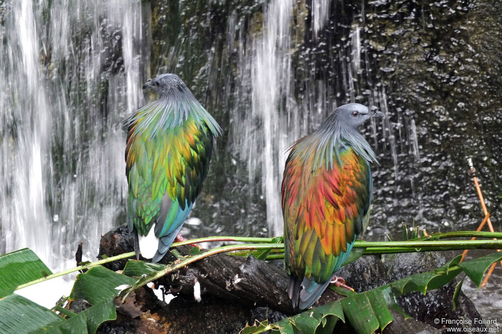 Nicobar Pigeon