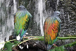 Nicobar Pigeon