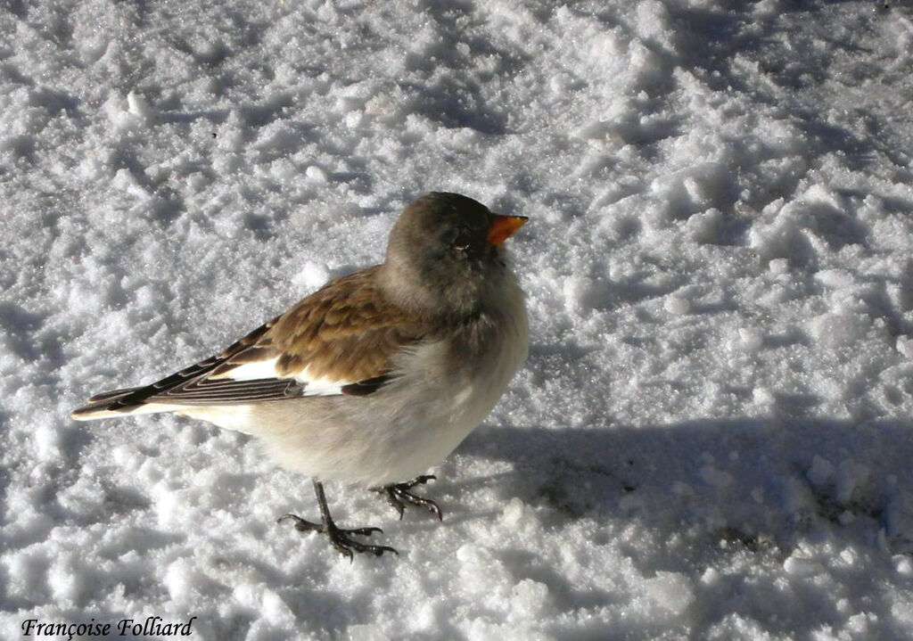 Niverolle alpineadulte, identification