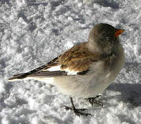 White-winged Snowfinch