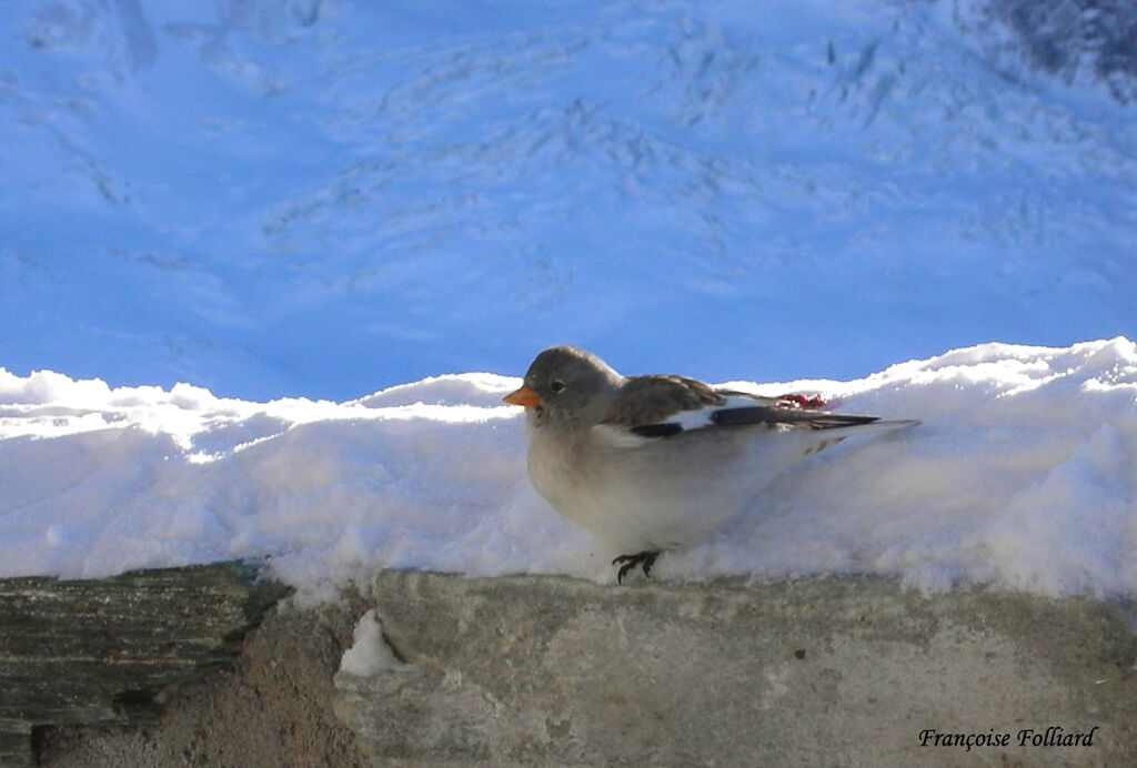 White-winged Snowfinchadult, identification