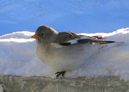 White-winged Snowfinch