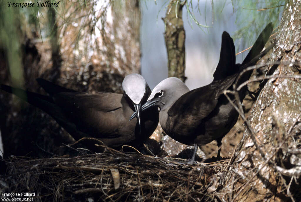 Brown Noddyadult breeding, Behaviour