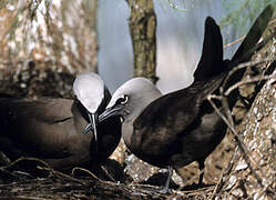 Brown Noddy