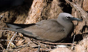 Brown Noddy