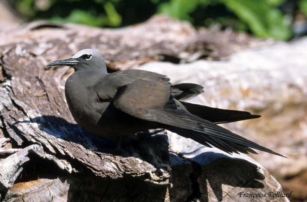 Brown Noddyadult, identification