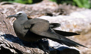 Brown Noddy