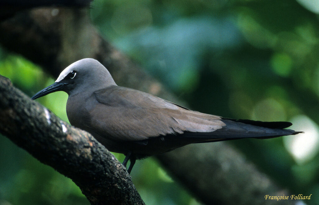 Noddi brunadulte, identification