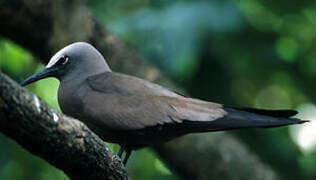 Brown Noddy