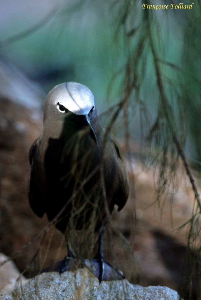 Brown Noddyadult, identification