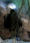 Brown Noddy