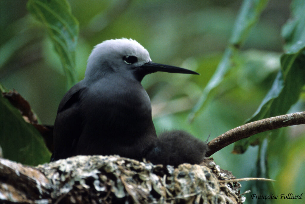 Lesser Noddyadult, Reproduction-nesting