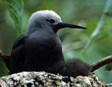 Lesser Noddy