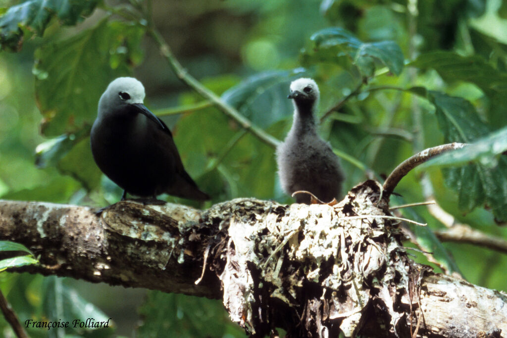 Lesser Noddyadult, Reproduction-nesting