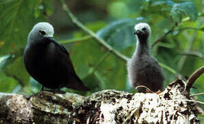 Lesser Noddy