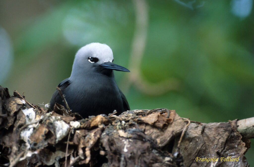 Lesser Noddyadult, Reproduction-nesting