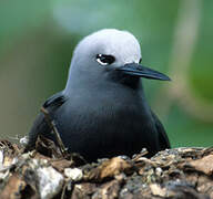 Lesser Noddy