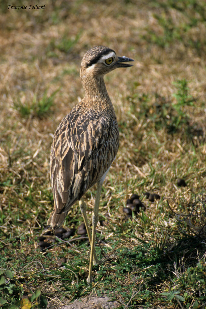 Oedicnème bistrié, identification