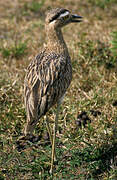 Double-striped Thick-knee