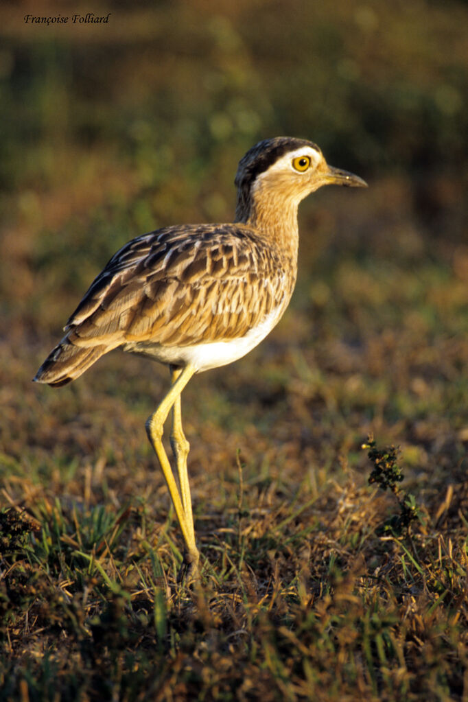 Double-striped Thick-kneeadult, identification