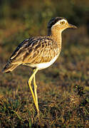 Double-striped Thick-knee