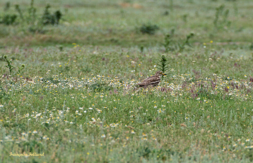 Oedicnème criardadulte, identification