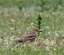 Eurasian Stone-curlew