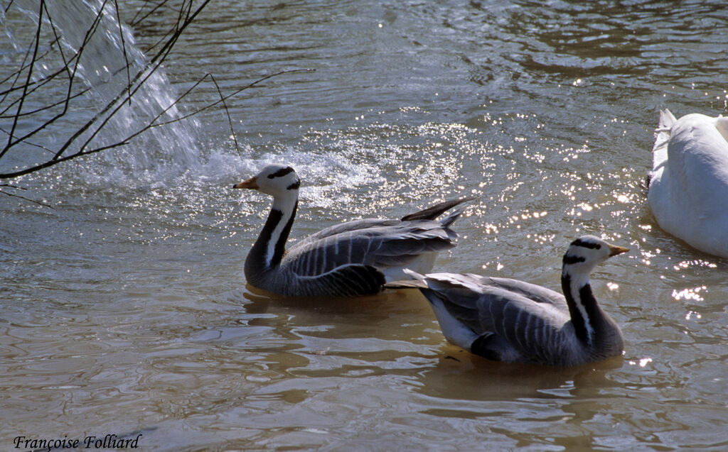 Bar-headed Gooseadult, identification