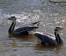 Bar-headed Goose