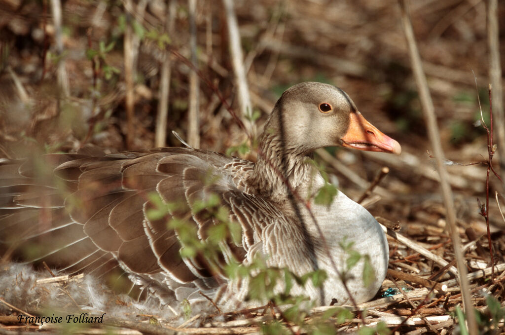 Greylag Gooseadult, Reproduction-nesting