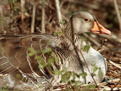 Greylag Goose