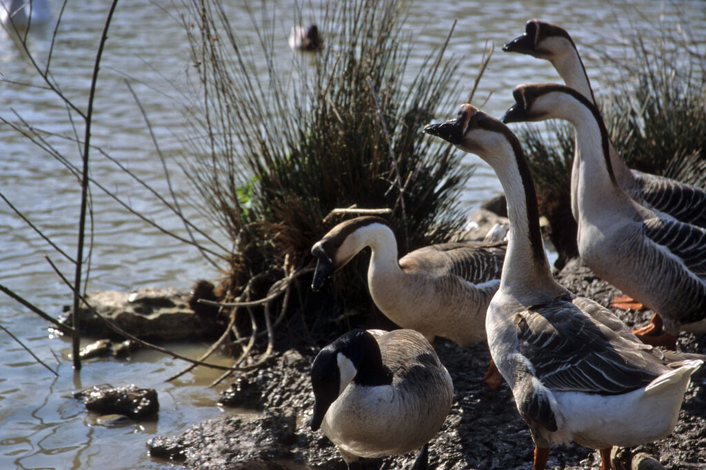 Swan Gooseadult, identification