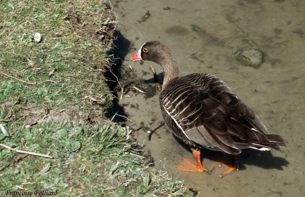 Oie naineadulte, identification